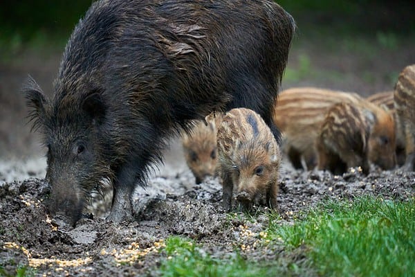 Feral Hogs in Arizona: Where Do They Roam and Are They Dangerous? - A-Z ...