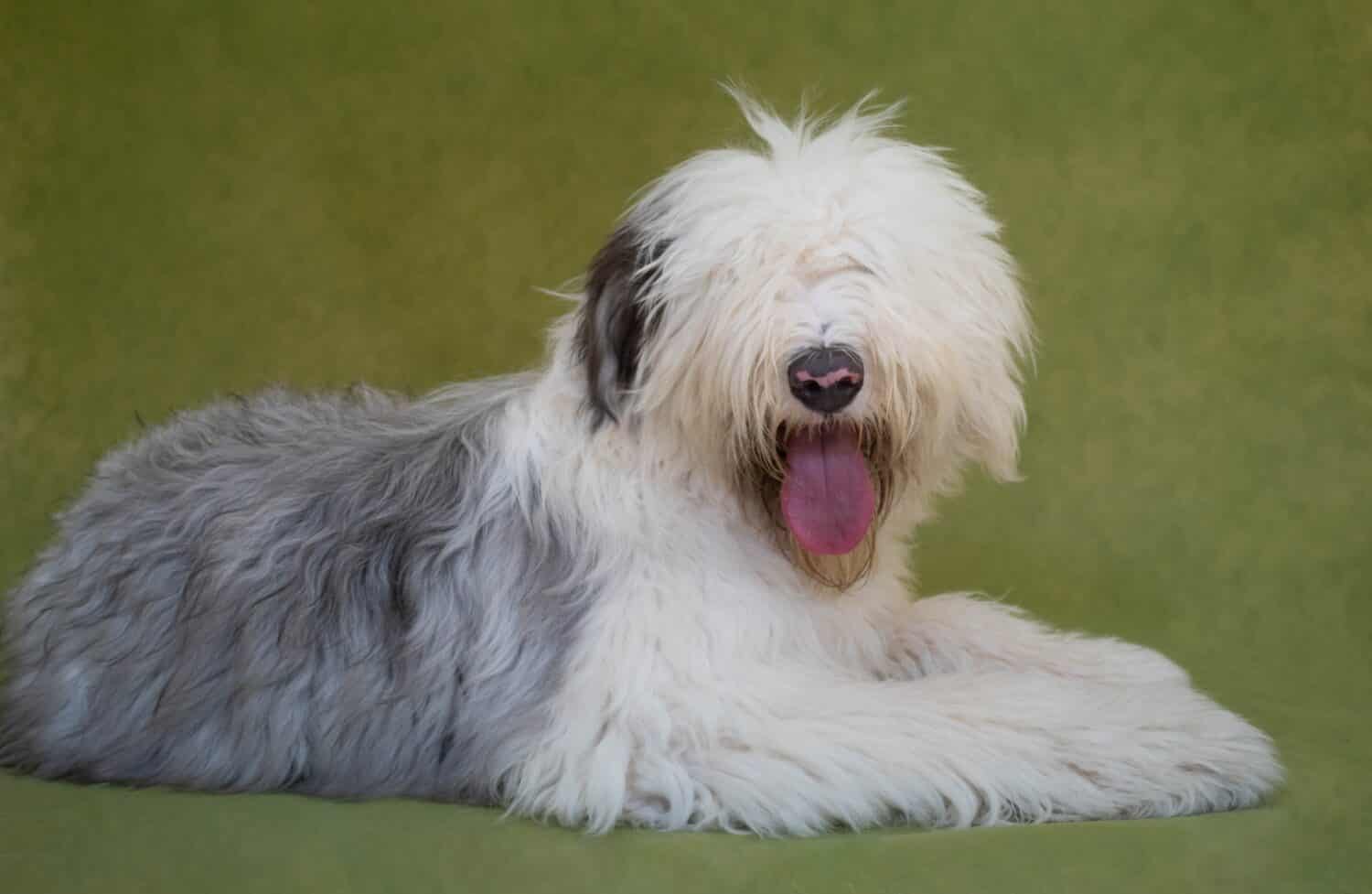 Photo shoot of a Old English Sheepdog (Bobtail) dog against a green background