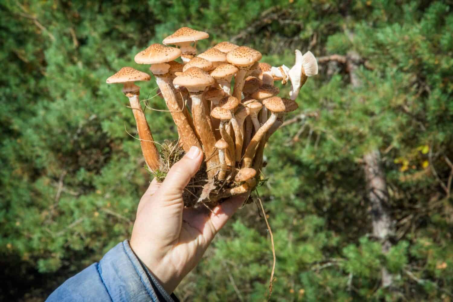 Autumn mushrooms. Picking mushrooms in the wild forest. Honey mushrooms In the hand of a mushroom picker. A family of honey agarics. Close-up horizontal photography.