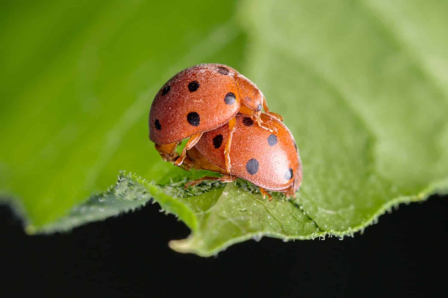 The bryony ladybird, known as the “melon ladybug” in the south of France, Henosepilachna argus