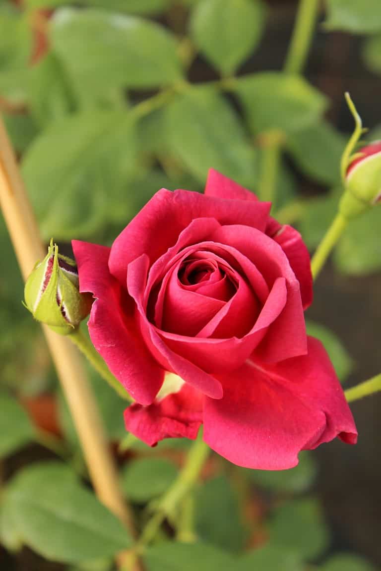 Rosa 'Dance du Feu', rose with red blossoms, rose buds