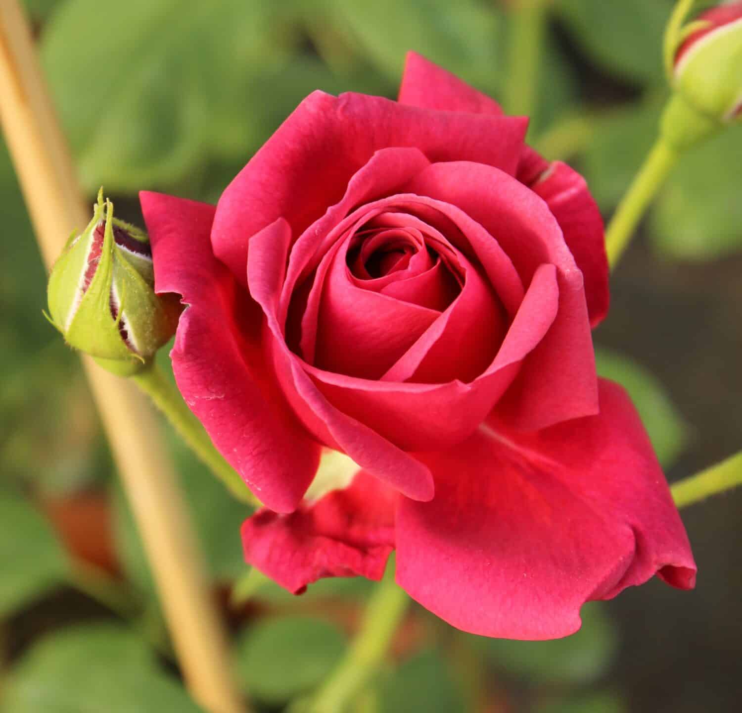 Rosa 'Dance du Feu', rose with red blossoms, rose buds