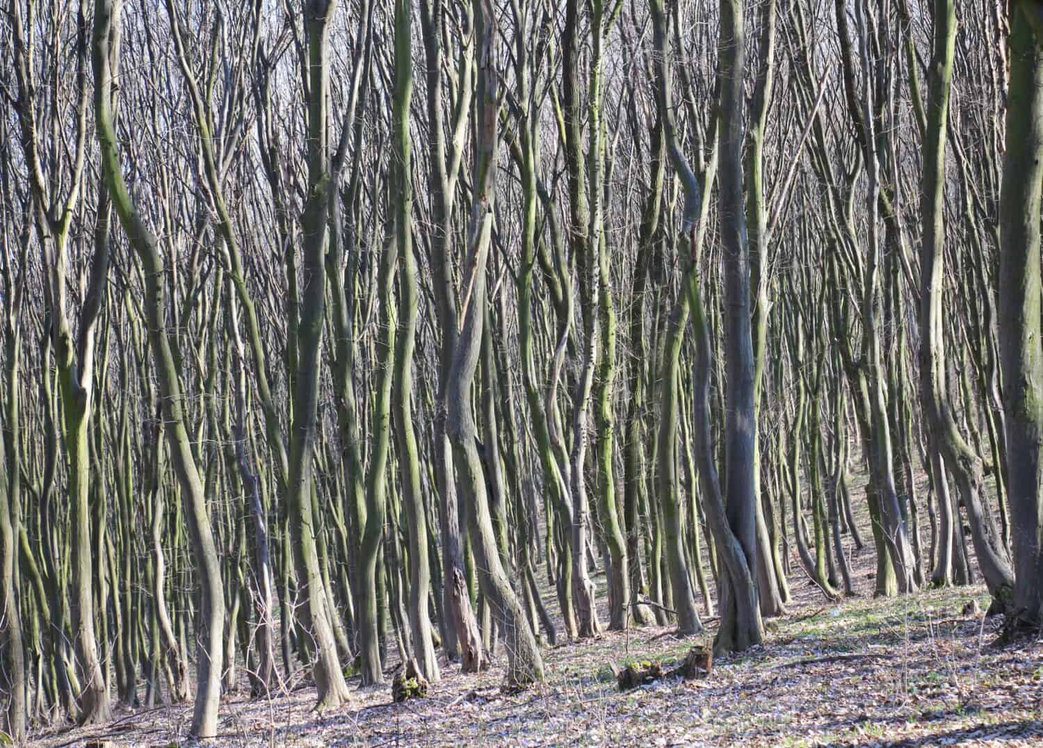 Hornbeam trees mature wood grow in the forest 