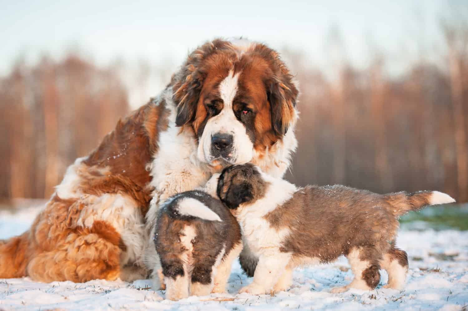 Saint bernard dog with puppies in winter