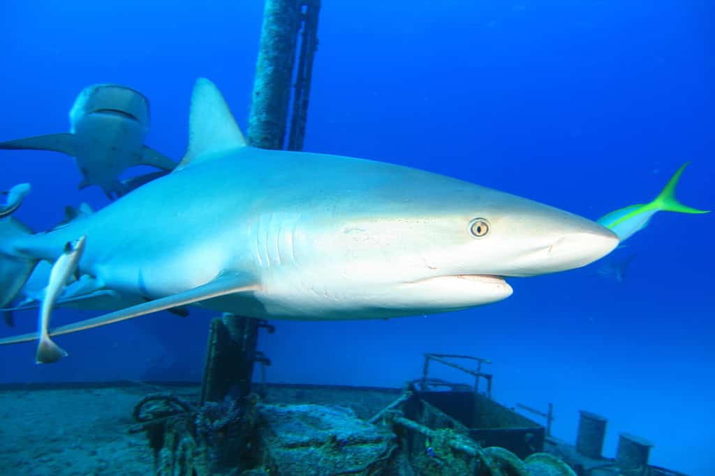 Caribbean Reef Shark swims over a shipwreck