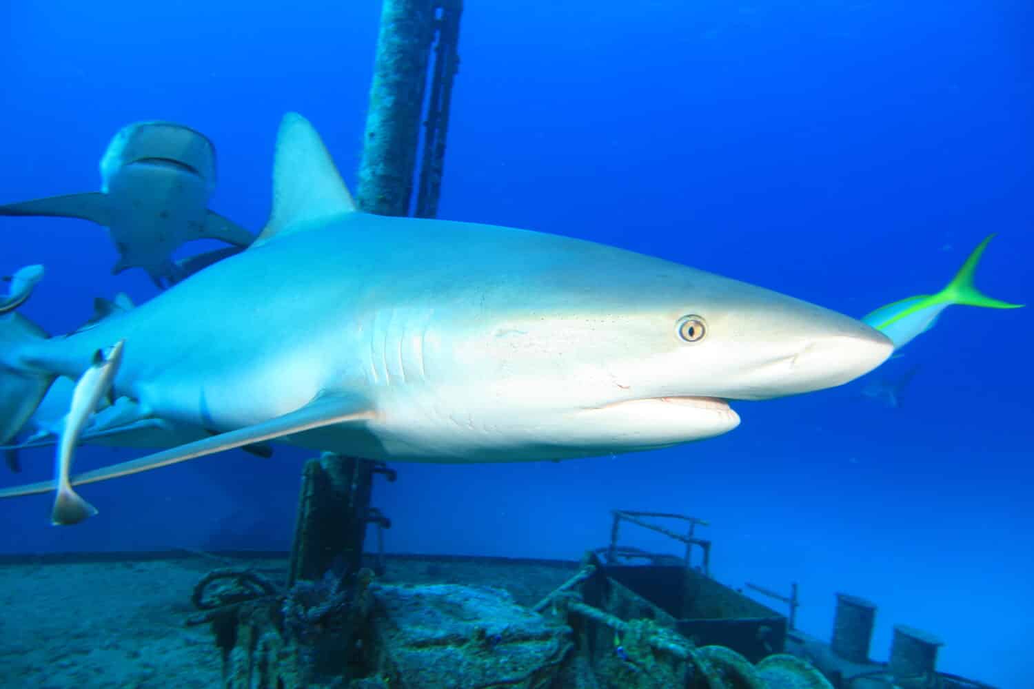 Caribbean Reef Shark swims over a shipwreck