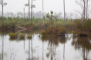 5 Reasons to Visit Georgia’s Okefenokee Swamp Picture