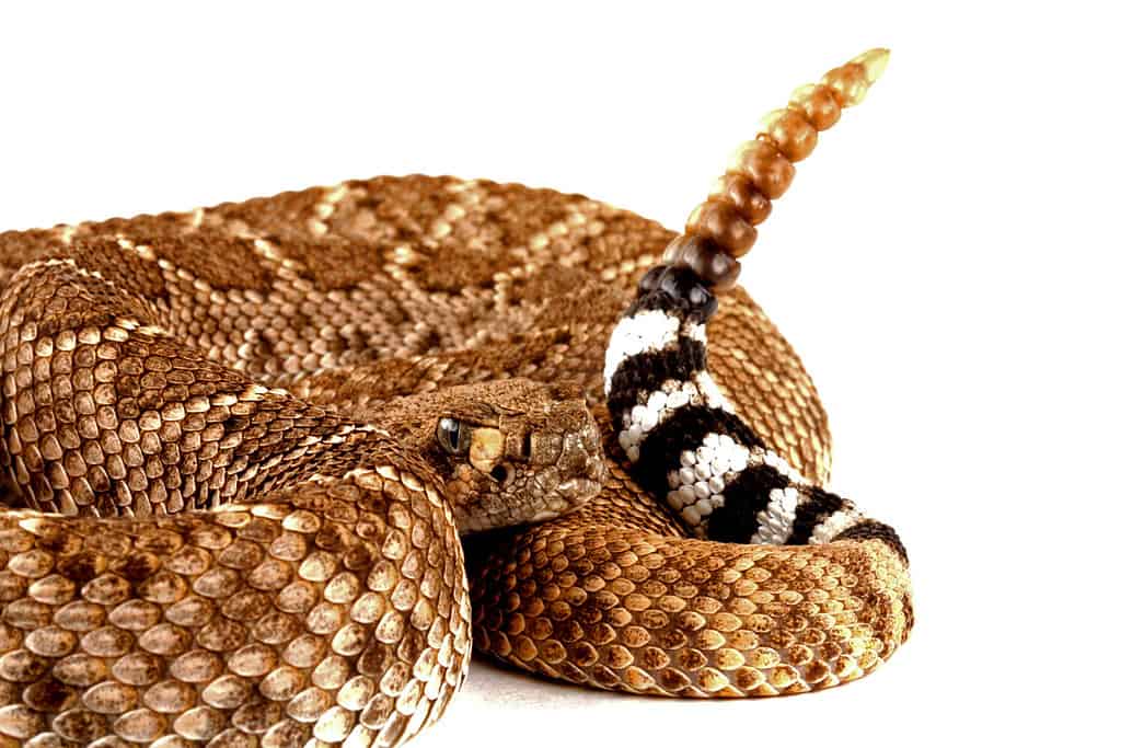 Closeup of a Western Diamondback Rattlesnake (Crotalus atrox).