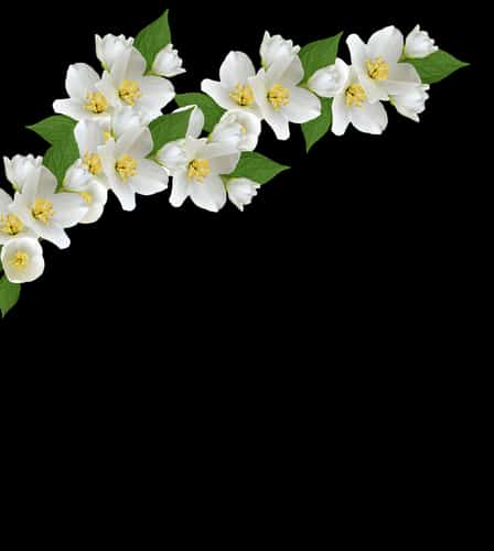 branch of jasmine flowers isolated on a black background