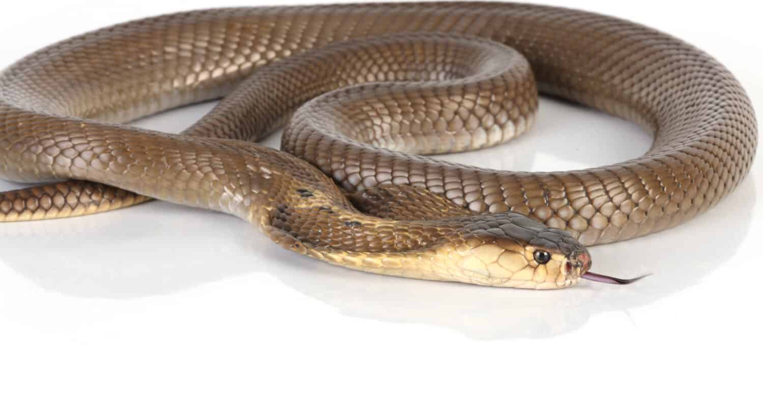 An image of a king cobra, one of the most venomous snakes in the world, ready to strike.