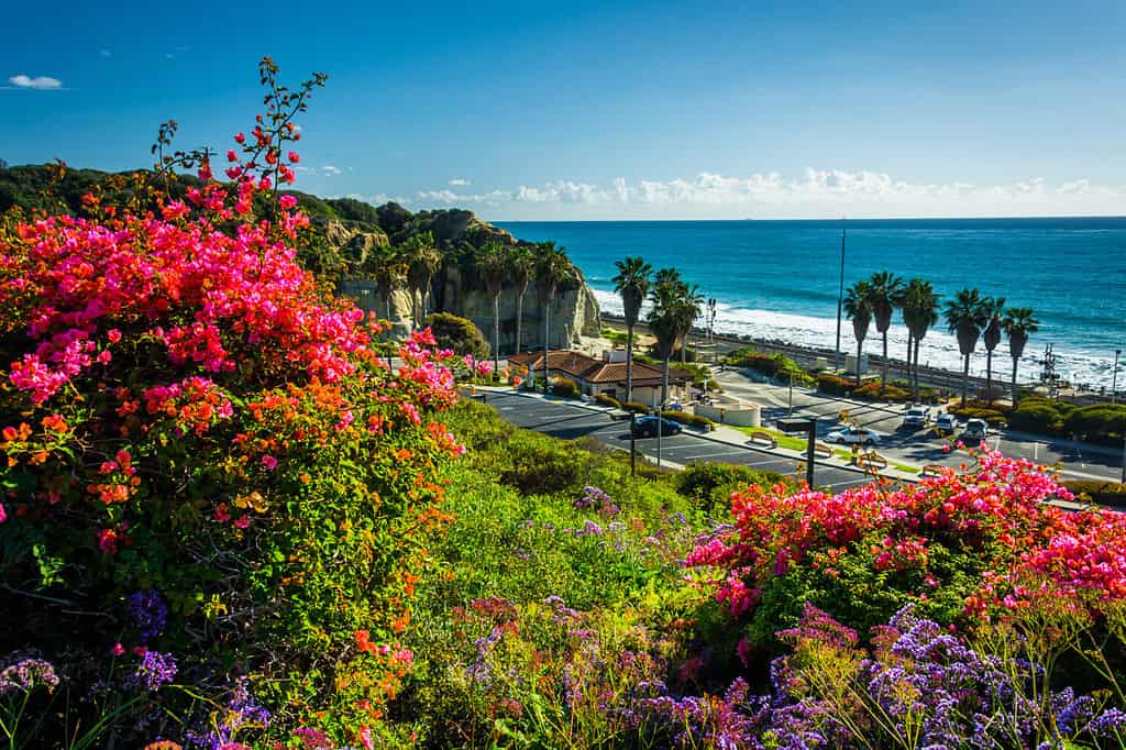 Colorful flowers and view of San Clemente State Beach from Calafia Park, in San Clemente, California.