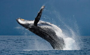 80,000-pound Humpback Whale Gives the Most Majestic Backflip Ever Picture