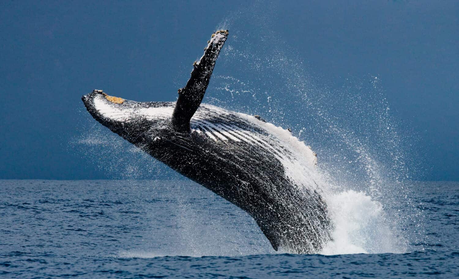 Jump humpback whale. Madagascar