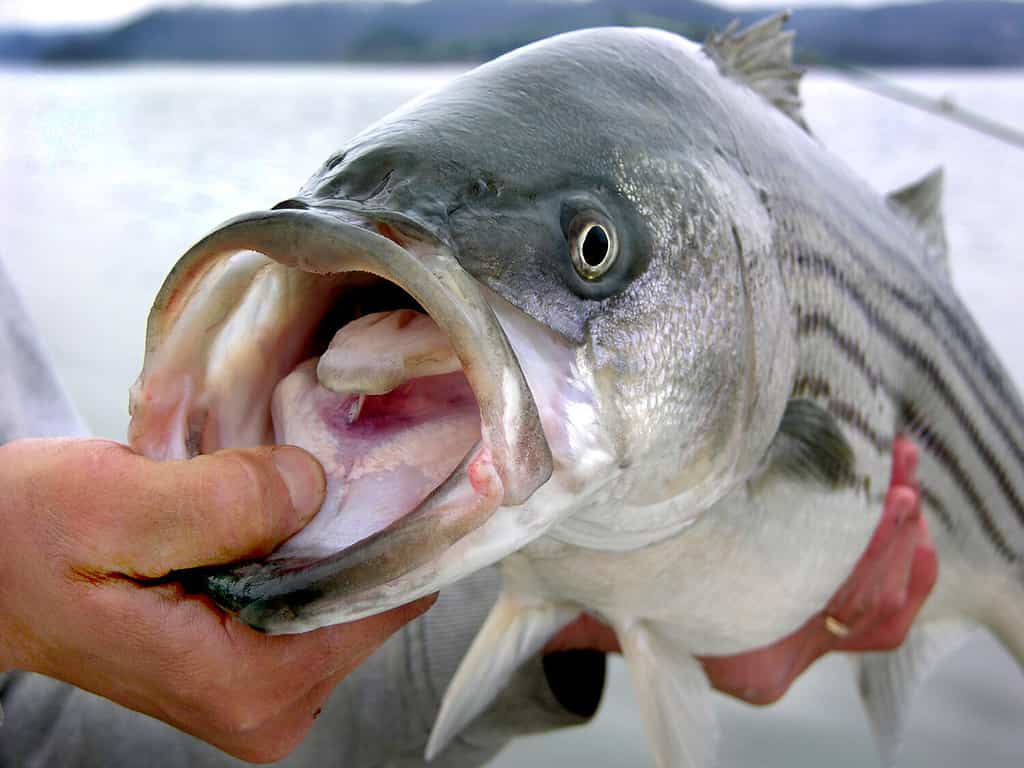 Striped bass caught by angler
