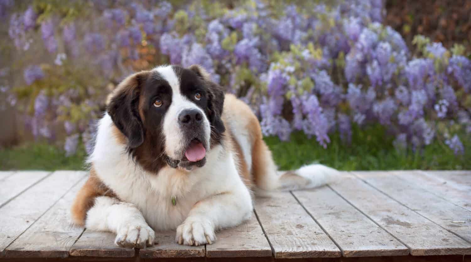 Very large dog sits and looks up on wooden plank in front of wisteria vines. Big beautiful St. Bernard lays on wooden platform looking up with mouth open a bit.
