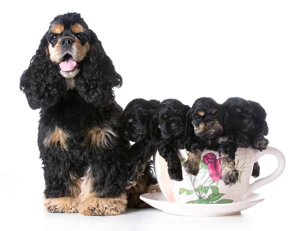 litter of american cocker spaniel puppies with their mother - 6 weeks old