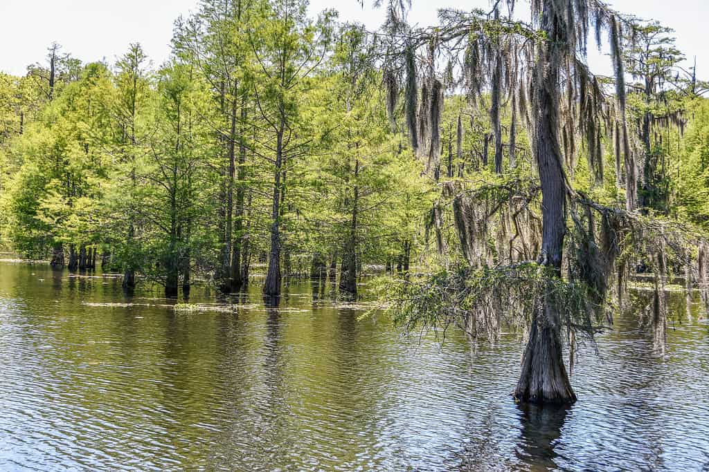 Cypress trees growing in Chicot Lake, Chicot State Park, Louisiana.