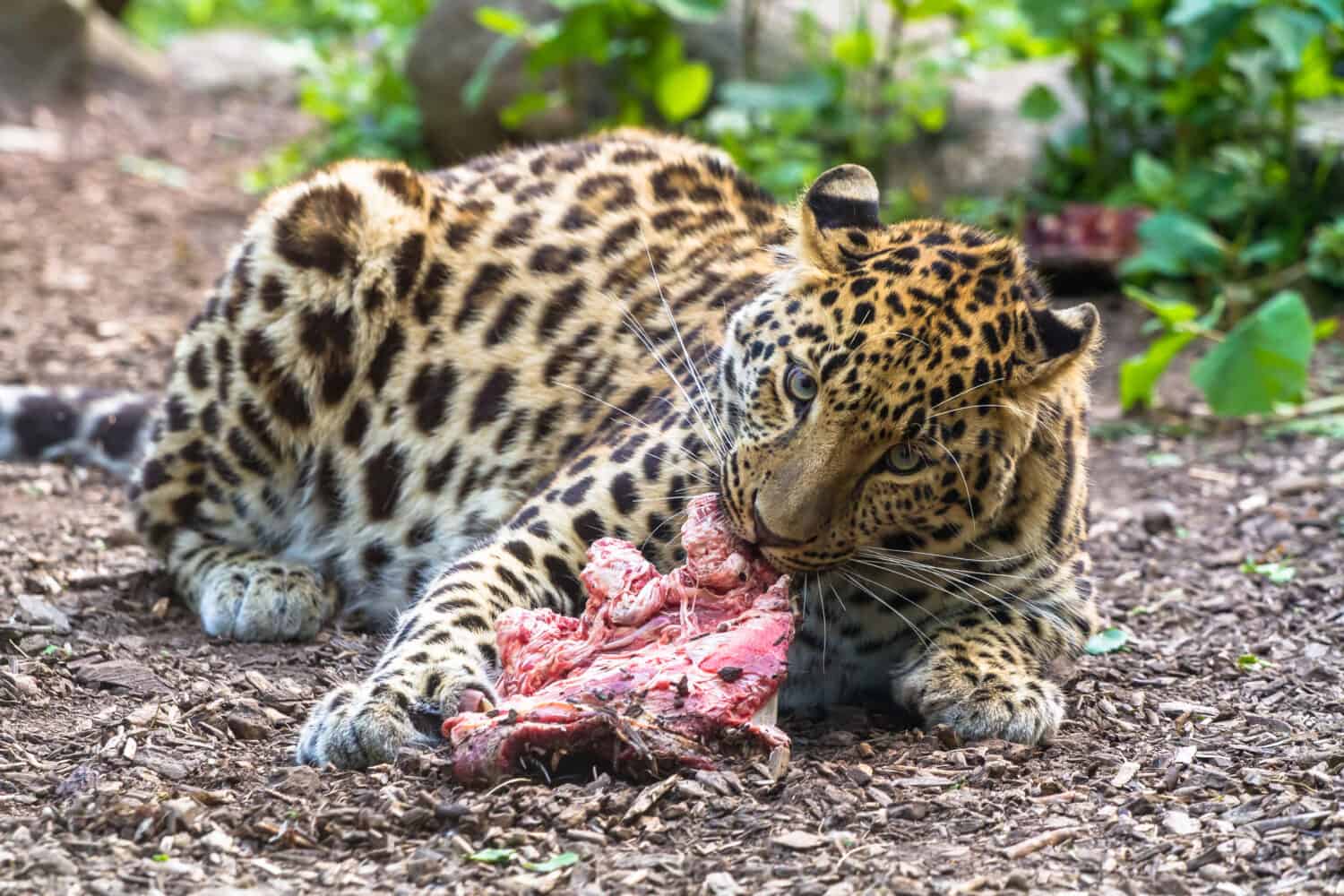 Amur leopard eating meat and looking straight forward