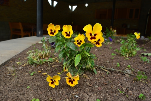 Viola tricolor (Wild pansy) blooming in the garden