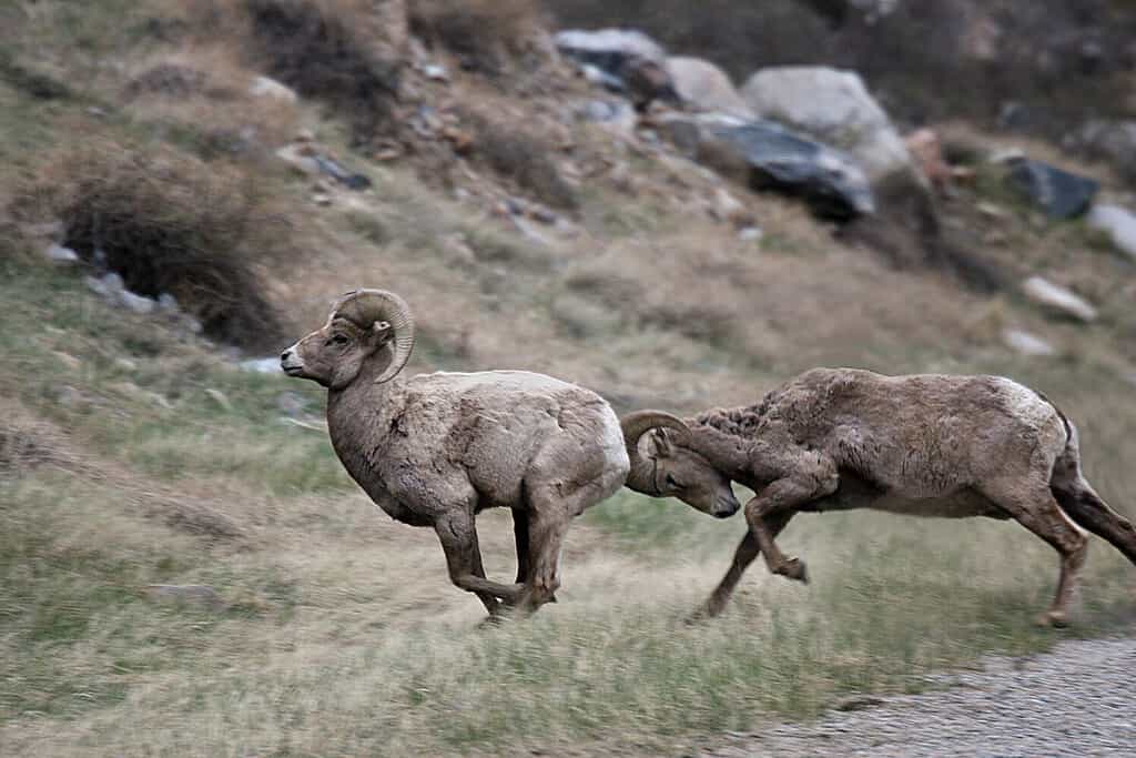 Yes-Butt - Bighorn sheep running and head-butting..