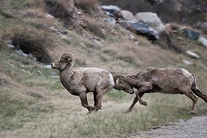 Watch Two Wild Rams Settle Their Dispute in a Single and Vicious Headbutt Picture