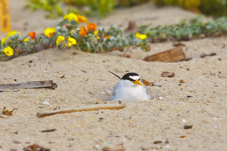California Least Tern, Sternula antillarum browni, an endangered subspecies