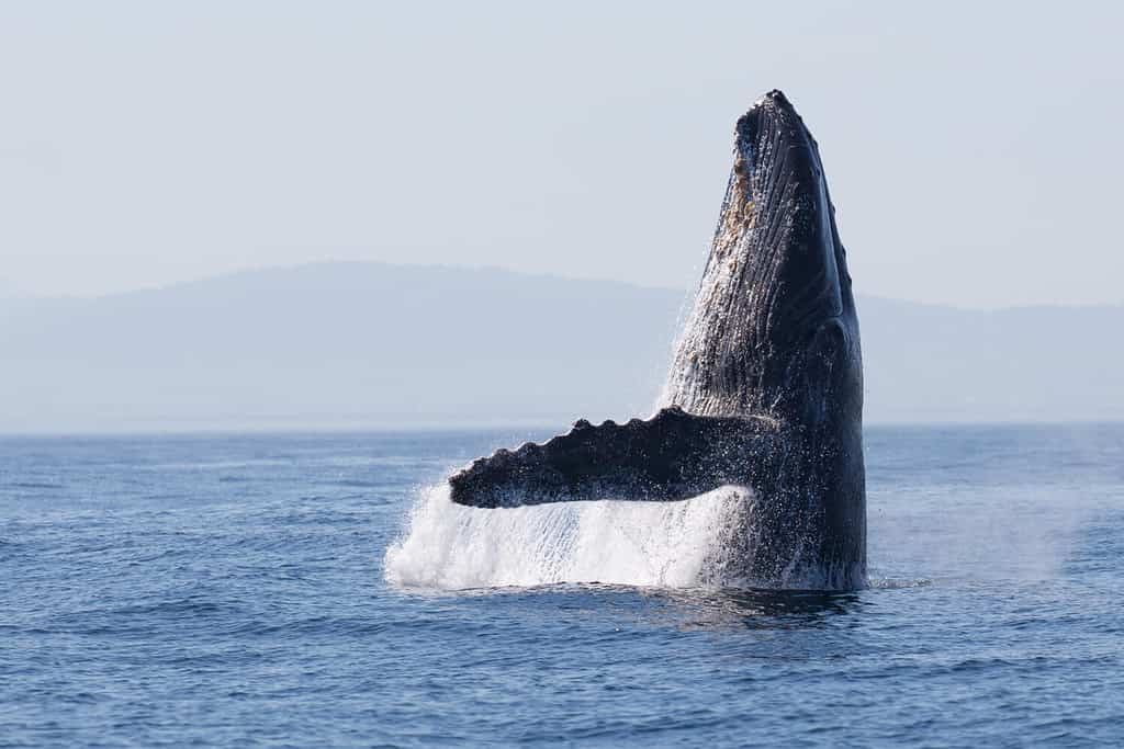 Humpback Whales (Megaptera novaeangliae) are often spotted in the Long Island sound