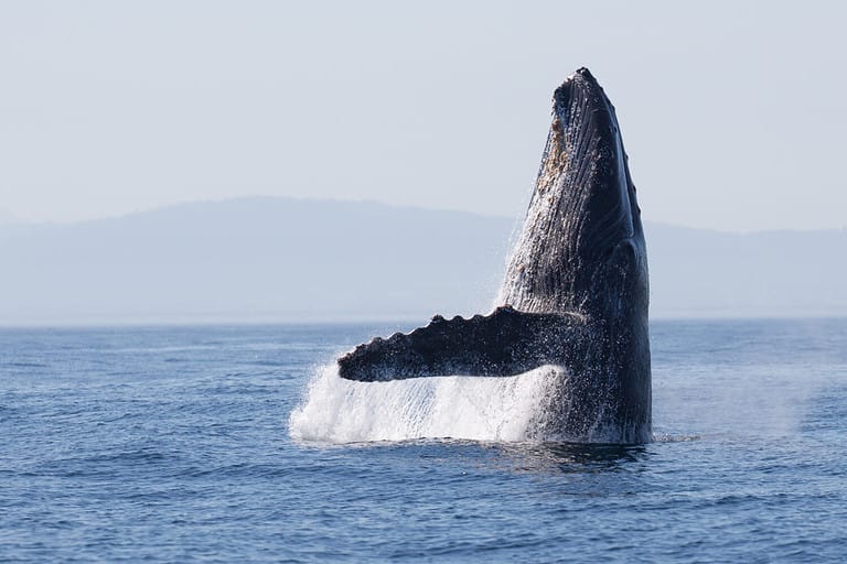Humpback Whale (Megaptera novaeangliae)