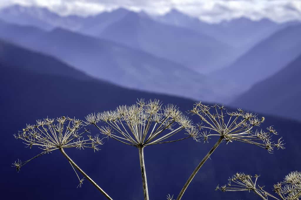 High-country wildflower in autumn: Closeup of cow parsnip (binomial name: Heracleum maximum), also known as Indian celery, with Olympic Mountains in the background (shallow depth of field)