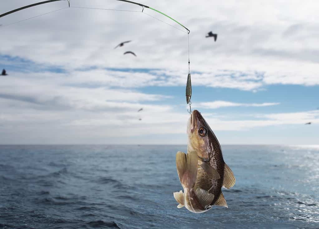 codfish on fishing-rod on background of sea