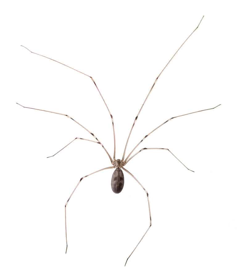 9 Scary Spiders Found in France AZ Animals