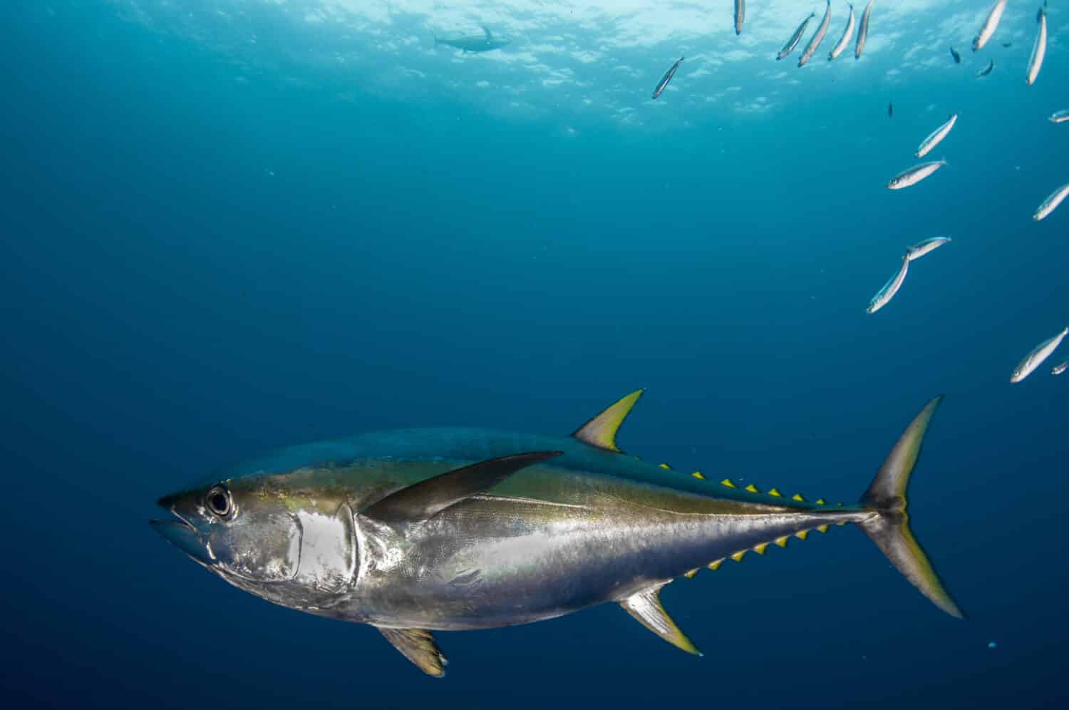 Close Up of a Yellowfin Tuna Underwater
