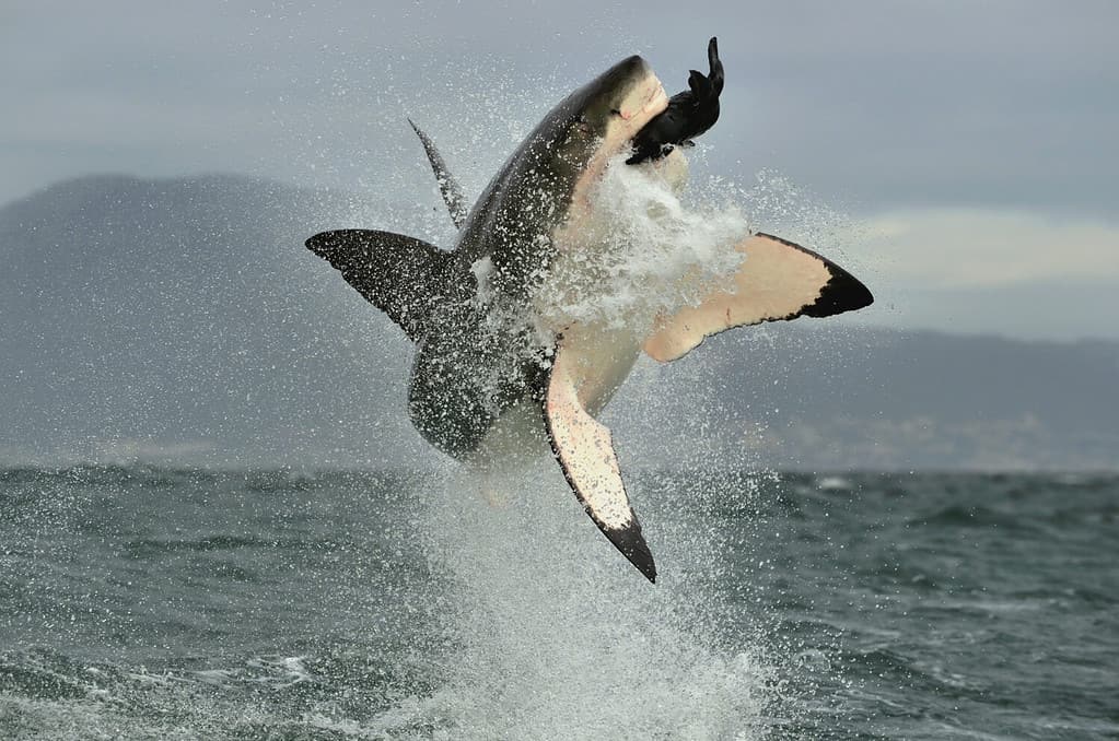 Great White Shark (Carcharodon carcharias) breaching in an attack. Hunting of a Great White Shark (Carcharodon carcharias). South Africa