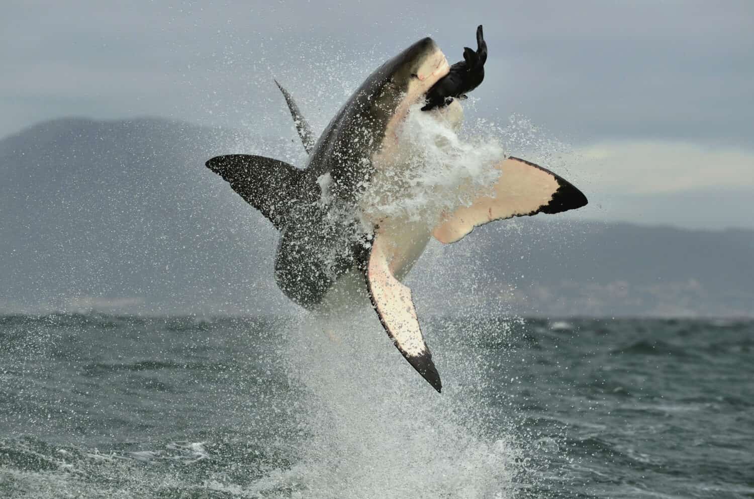 Great White Shark (Carcharodon carcharias) breaching in an attack. Hunting of a Great White Shark (Carcharodon carcharias). South Africa 