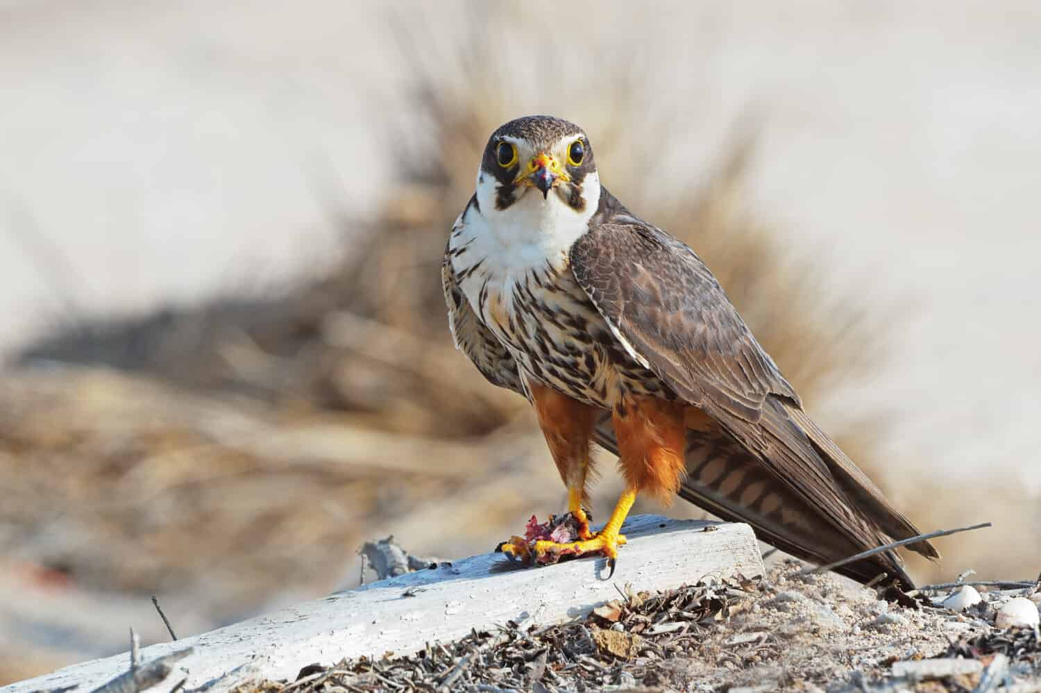 Eurasian Hobby