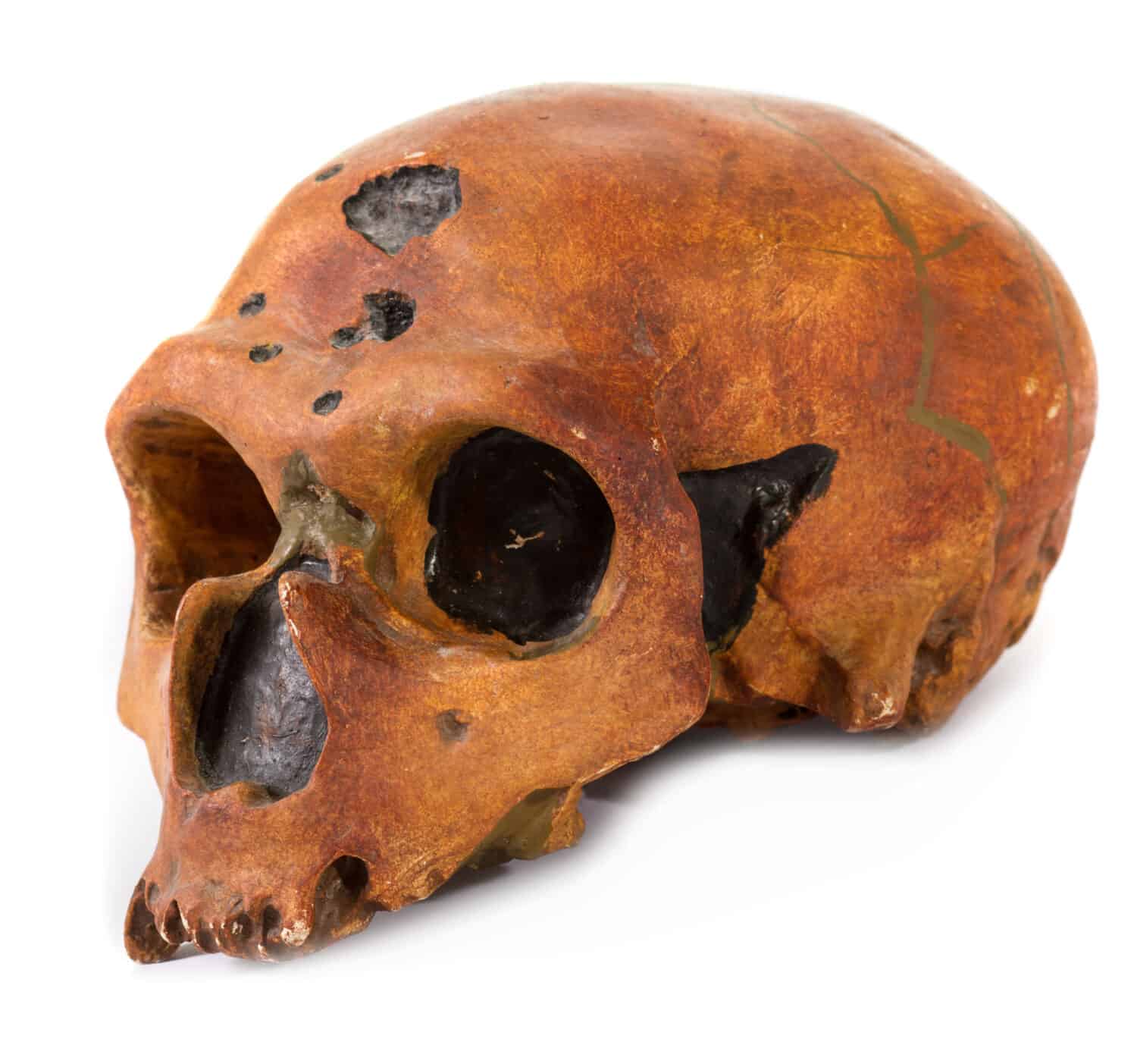 Fossil remains of Ardipithecus kadabba, an ancient hominid species believed to be a direct ancestor of modern humans.