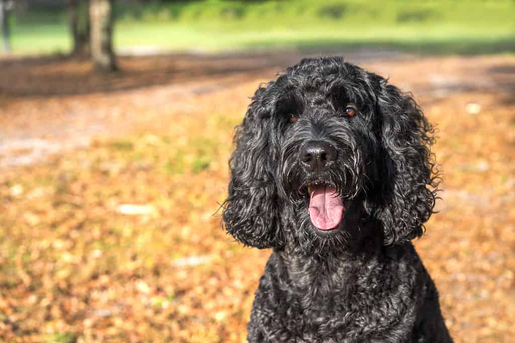 Black labradoodle labrador poodle dog pet sitting outside watching waiting alert looking hot happy excited white panting smiling and staring at camera
