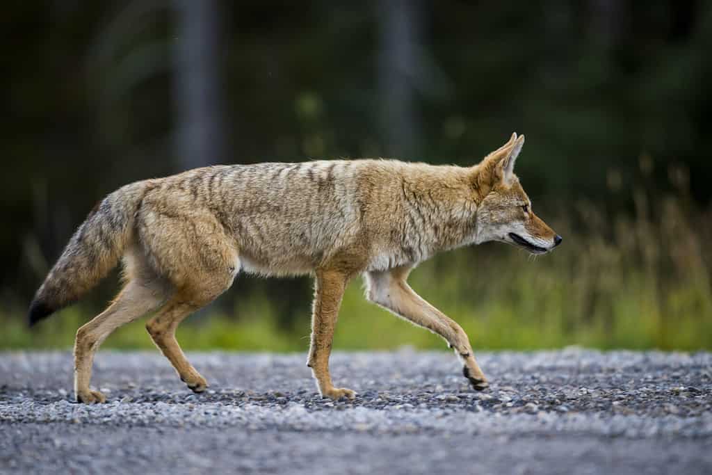 Wild Coyote hunting in a roadside meadow in the Rocky Mountains of Alberta Canada