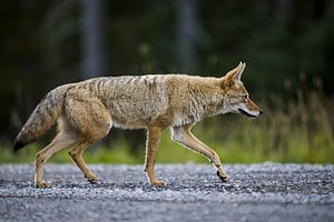 Beware! Discover When Coyotes Are Most Active and Aggressive Picture