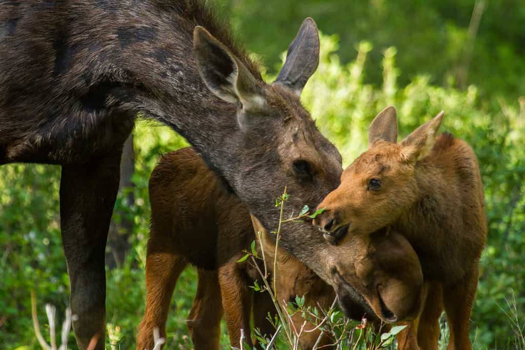 a mother moose nurtures her twin calves as they forage in the forest, the calf reaches to eat a twig