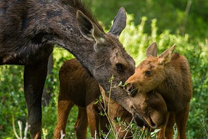 Can Female Moose Have Antlers? 5 Ways Moose Use Them Picture