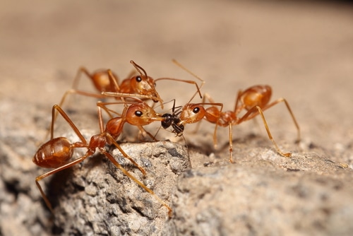 red ants working together