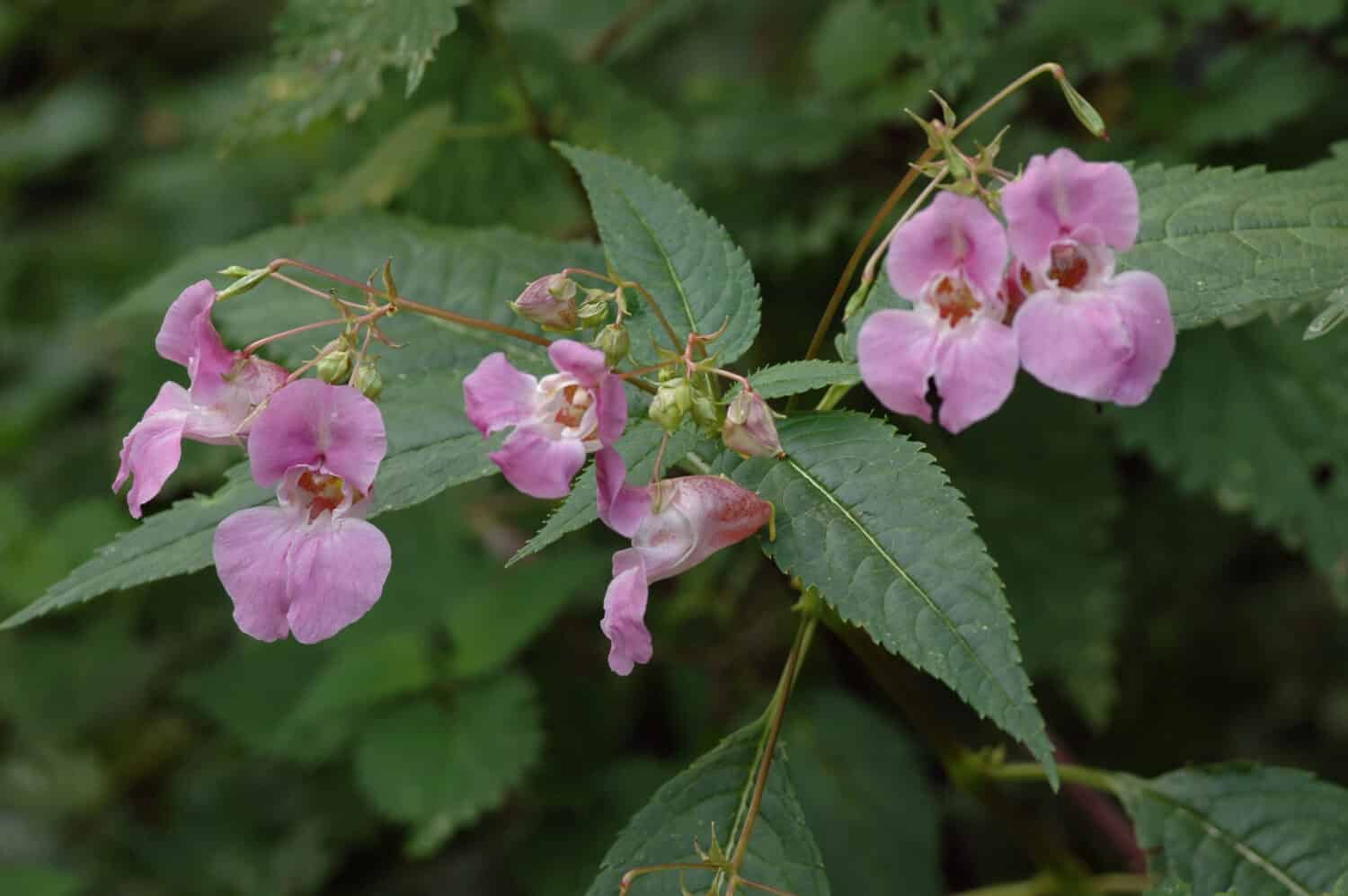 Himalayan Balsam - Impatiens glanduliferaInvasive riverside plant