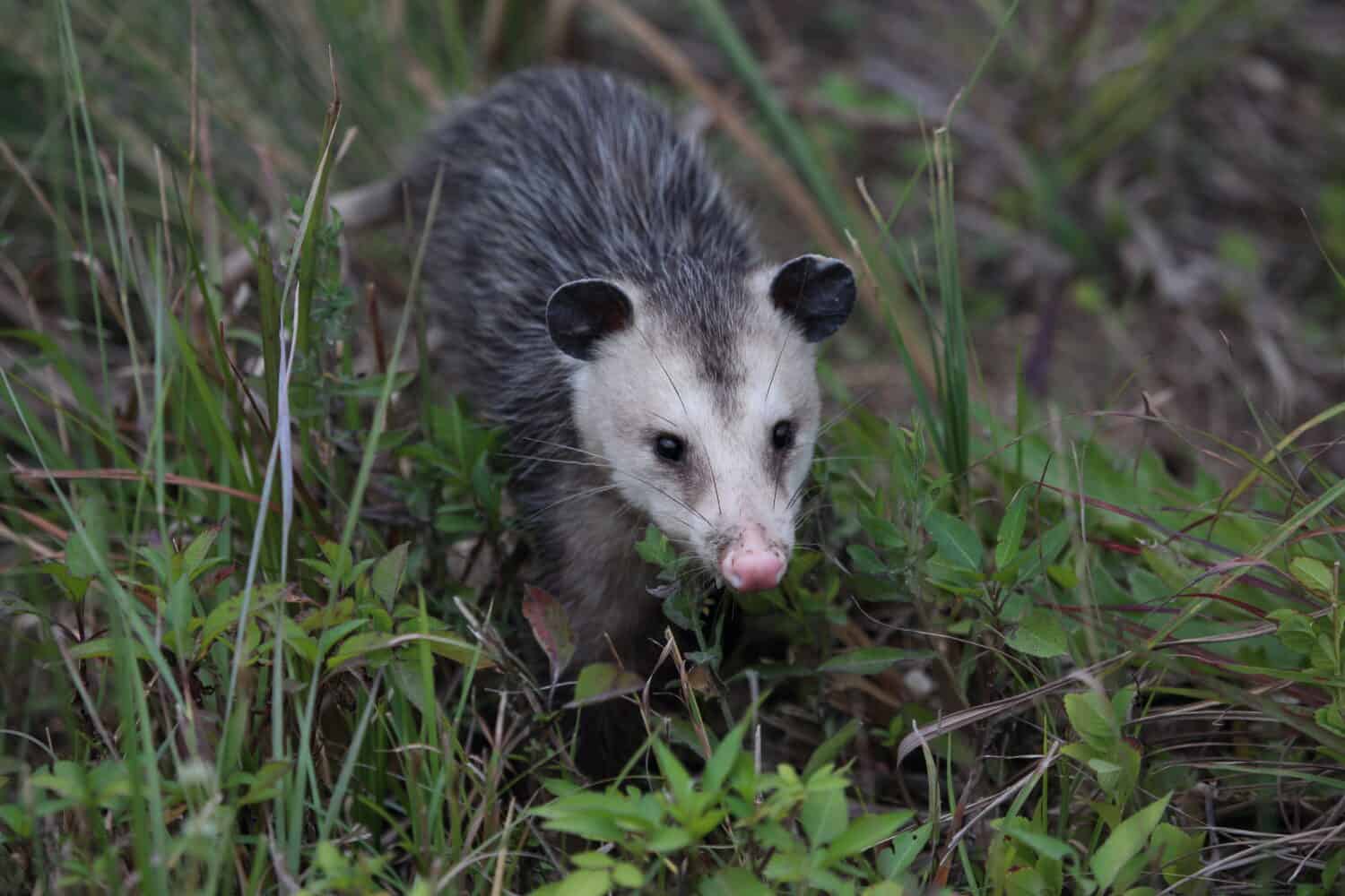 A Virginia Opossum in the wild. 