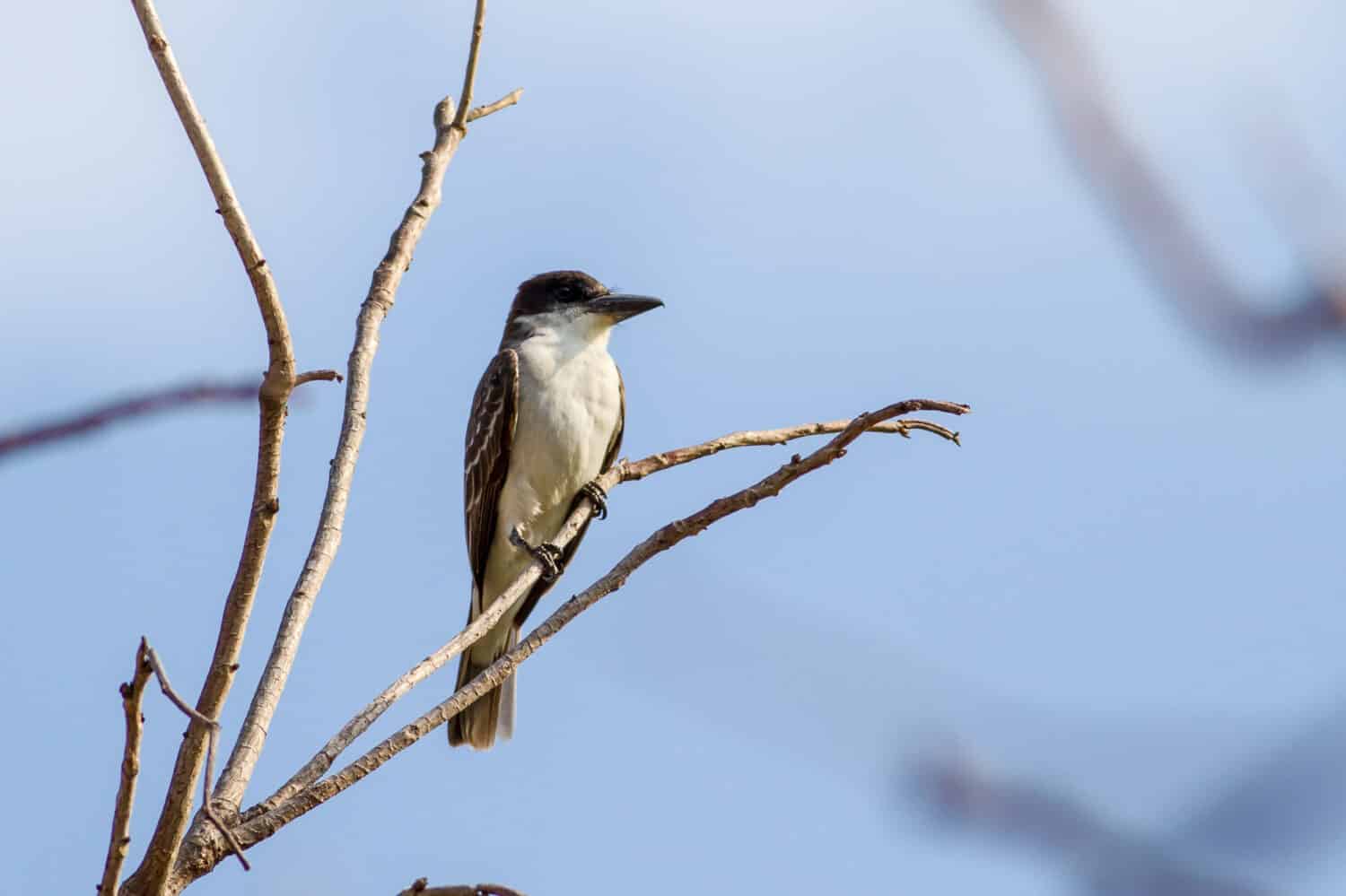 Giant Kingbird, Tyrannus cubensis, an endangered species now found only in Cuba