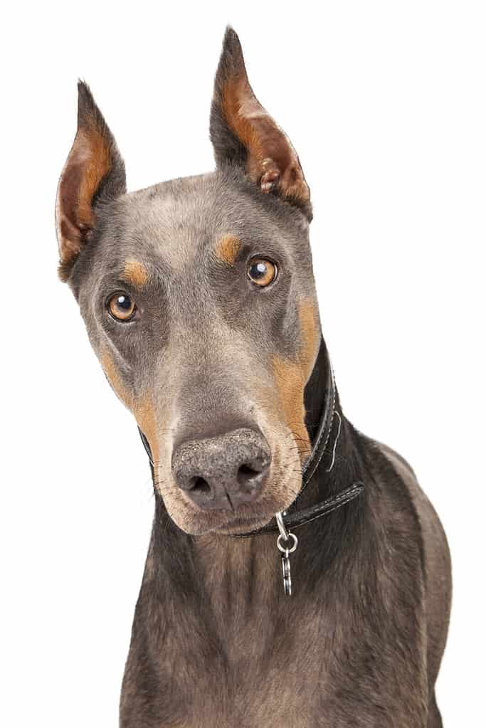 Closeup of beautiful blue-coated Doberman Pinscher breed dog looking into camera
