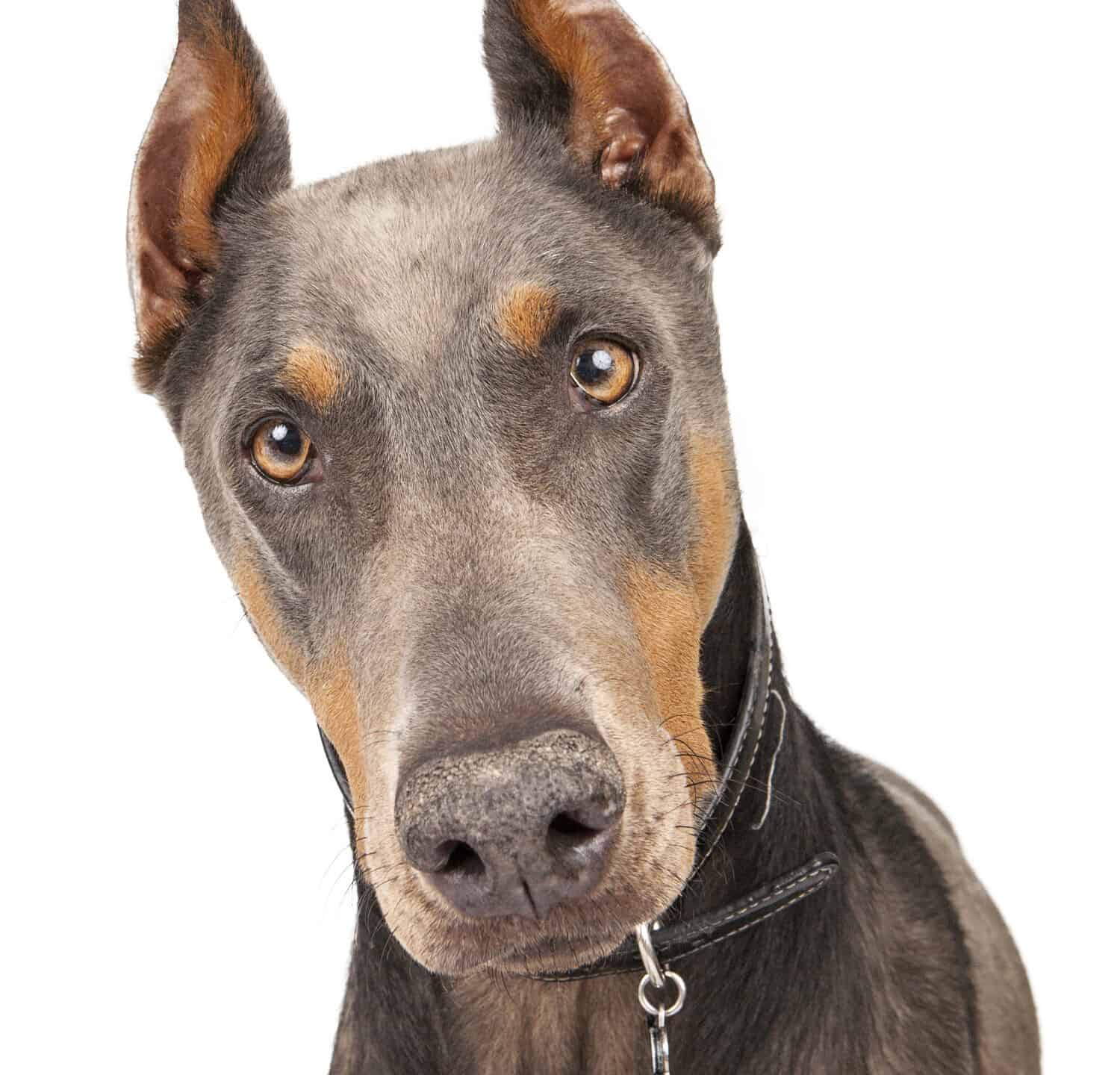 Closeup of beautiful blue-coated Doberman Pinscher breed dog looking into camera