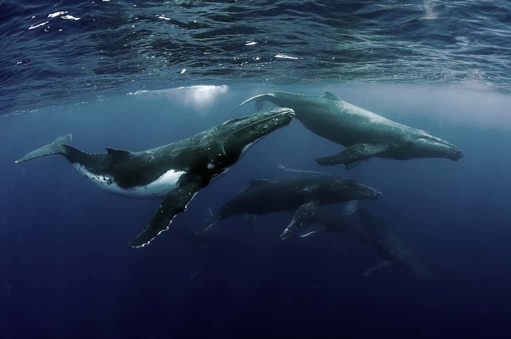 Humpback Whale Heatrun