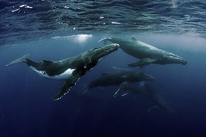 Discover the 27 Whales Found in Hawaiian Waters (And the Best Time to See Each) Picture