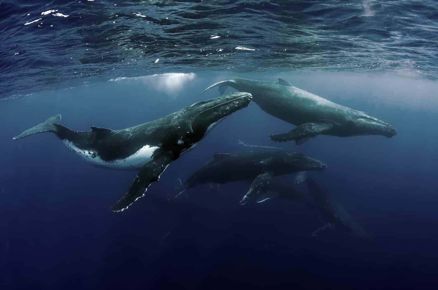 Humpback Whale Heatrun